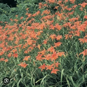 5 Orange Daylily Bulbs – Tawny Day Lily Wildflower, Organic Roots