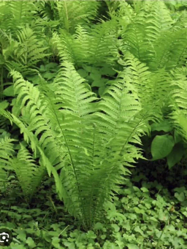 5 Ostrich Fern Bare Root Glade Fern Native Woodland Perennial Shade Garden