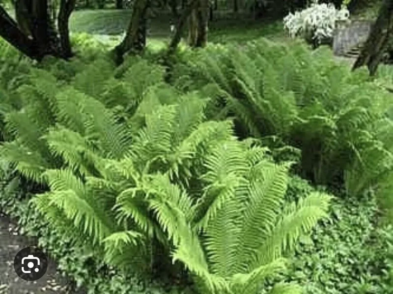 5 Ostrich Fern Bare Root Glade Fern Native Woodland Perennial Shade Garden