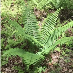 5 Ostrich Fern Bare Root Glade Fern Native Woodland Perennial Shade Garden