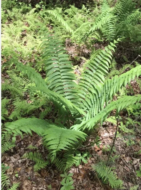 5 Ostrich Fern Bare Root Glade Fern Native Woodland Perennial Shade Garden