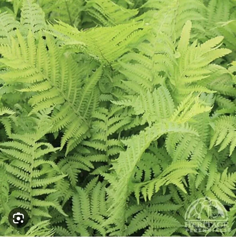 5 Ostrich Fern Bare Root Glade Fern Native Woodland Perennial Shade Garden