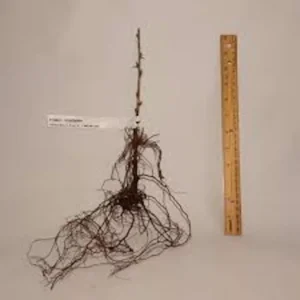 5 PIXWELL Gooseberry Plants Ribes uva-crispa Edible Fruit Bush