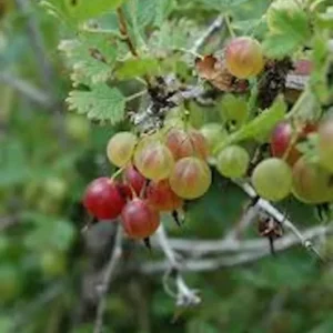 5 PIXWELL Gooseberry Plants Ribes uva-crispa Edible Fruit Bush