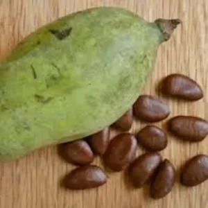 5 Paw Paw Fruit Tree Seeds Asimina Triloba Indiana Banana Sweet Fruit Plant