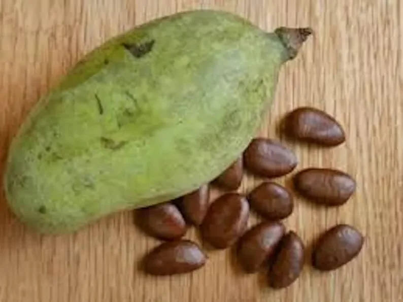 5 Paw Paw Fruit Tree Seeds Asimina Triloba Indiana Banana Sweet Fruit Plant