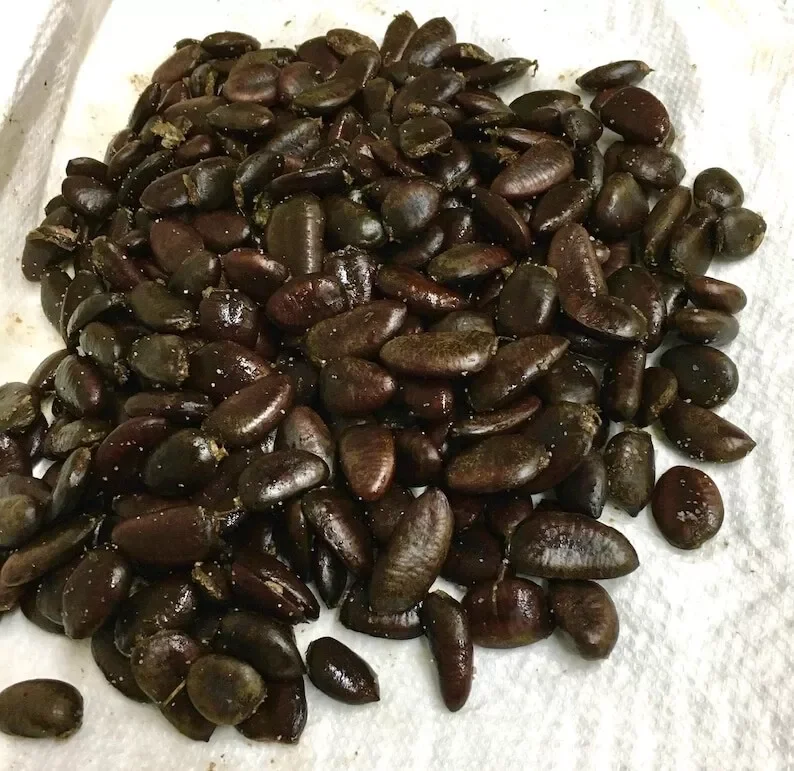 5 Paw Paw Fruit Tree Seeds Asimina Triloba Indiana Banana Sweet Fruit Plant