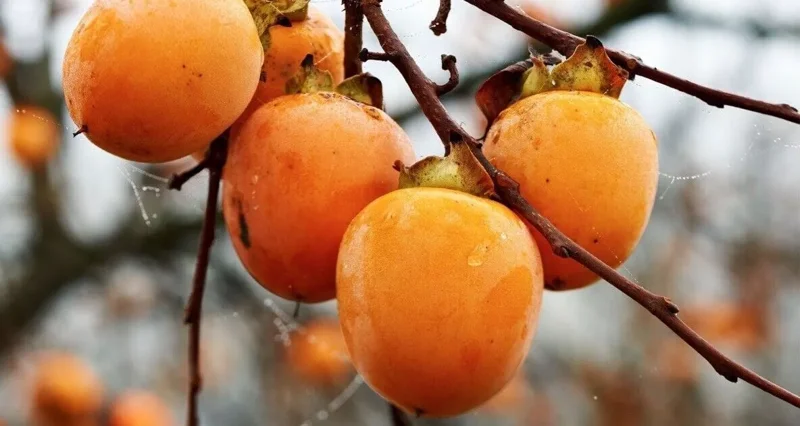5 Persimmon Tree Seeds Diospyros Virginiana Sugar Plum Fruit Plant - Native, Cold Resistant, Edible Fruit