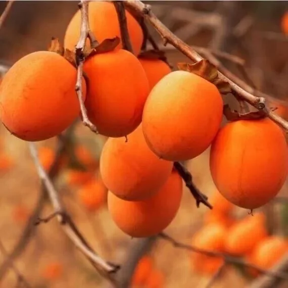 5 Persimmon Tree Seeds Diospyros Virginiana Sugar Plum Fruit Plant - Native, Cold Resistant, Edible Fruit