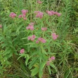 5 Pink Butterfly Milkweed Bare-root 2-Pack | Asclepias Incarnata, Pollinator-Friendly