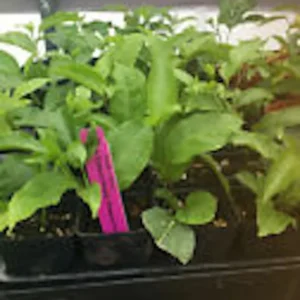 5 Possum Purple Passion Fruit Starter Plants Self-Fertile Passiflora Edulis