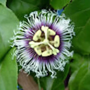 5 Possum Purple Passion Fruit Starter Plants Self-Fertile Passiflora Edulis