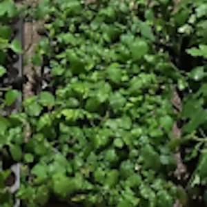 5 Prime-Ark 45 Blackberry Plants Floricane Edible High Yield Fruit