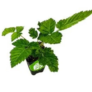 5 Prime-Ark 45 Blackberry Plants Floricane Edible High Yield Fruit