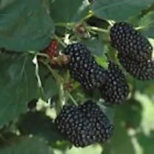 5 Prime-Ark 45 Blackberry Plants Floricane Edible High Yield Fruit
