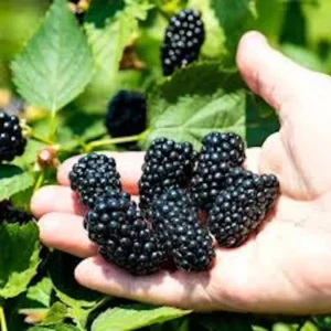 5 Prime-Ark Freedom Blackberry Plants Floricane Edible High Yield Fruit
