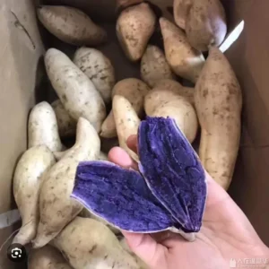 5 Purple and White Japanese Yam Sweet Potato Slips Rooted in Cup Organic