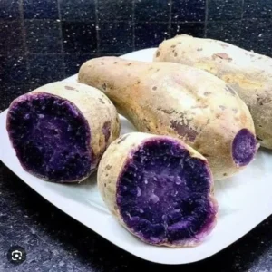 5 Purple and White Japanese Yam Sweet Potato Slips Rooted in Cup Organic