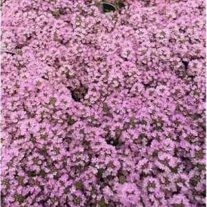 5 Red Creeping Thyme Plants - Live Ground Cover - 4 Inch Pots