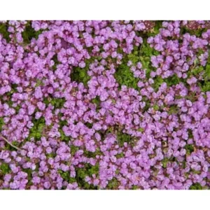 5 Red Creeping Thyme Plants - Live Ground Cover - 4 Inch Pots
