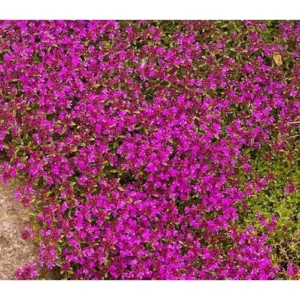 5 Red Creeping Thyme Plants - Live Ground Cover - 4 Inch Pots