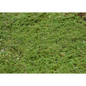 5 Red Creeping Thyme Plants - Live Ground Cover - 4 Inch Pots