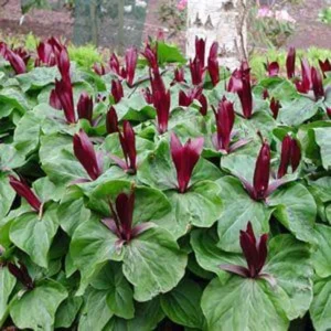 5 Red Trillium Bare-Root Bulbs Trillium Erectum Red Flowering Perennial
