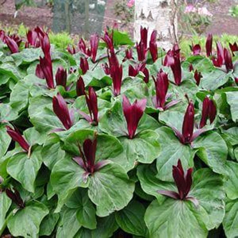 5 Red Trillium Bare-Root Bulbs Trillium Erectum Red Flowering Perennial