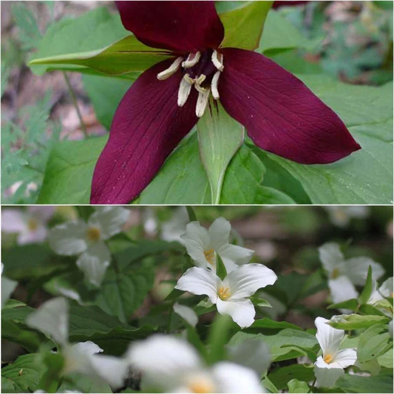5 Red Trillium Bare-Root Bulbs Trillium Erectum Red Flowering Perennial