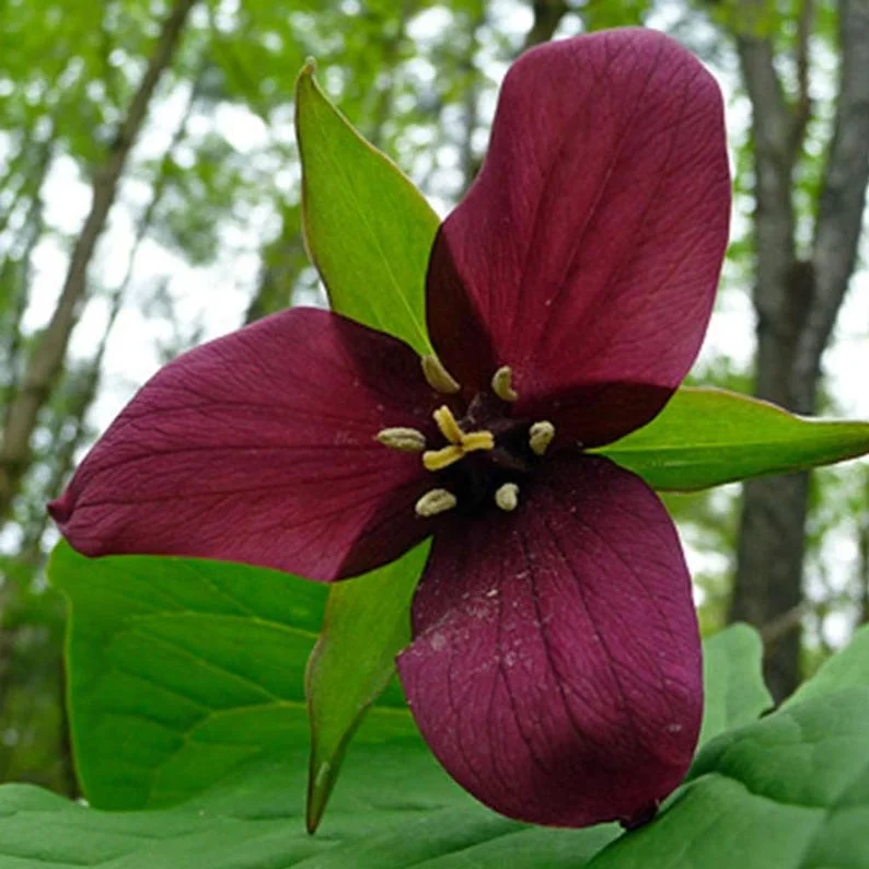 5 Red Trillium Bare-Root Bulbs Trillium Erectum Red Flowering Perennial