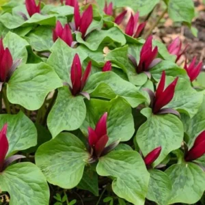 5 Red Trillium Bare-Root Bulbs Trillium Erectum Red Flowering Perennial