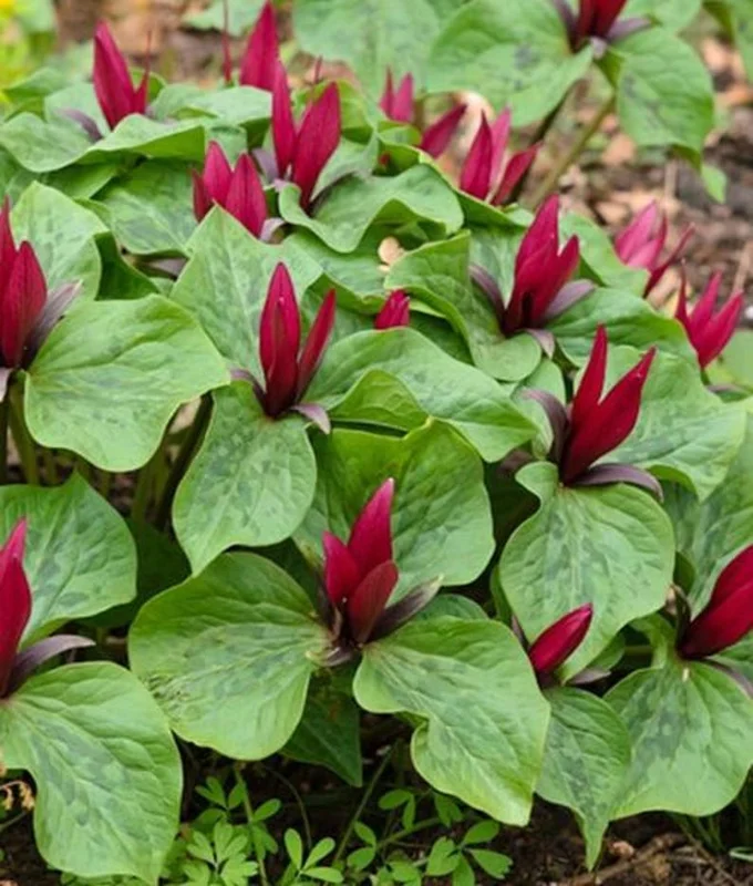 5 Red Trillium Bare-Root Bulbs Trillium Erectum Red Flowering Perennial
