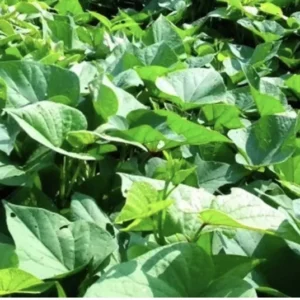 5 Rooted Beauregard Sweet Potato Plants With Pot Live Ready to Grow