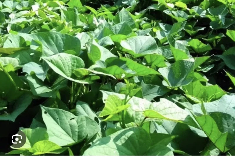 5 Rooted Beauregard Sweet Potato Plants With Pot Live Ready to Grow