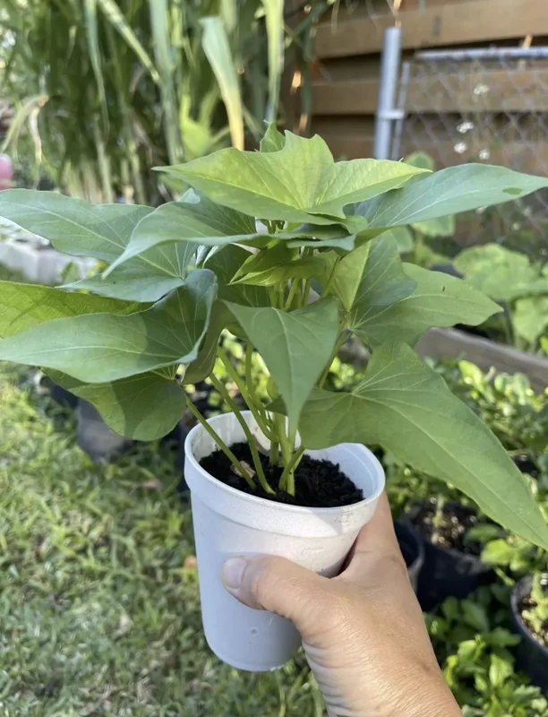 5 Rooted Beauregard Sweet Potato Plants With Pot Live Ready to Grow
