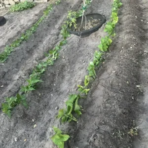 5 Rooted Red Sweet Potato Plants - Organic Purple Sweet Potato Plants in Cup