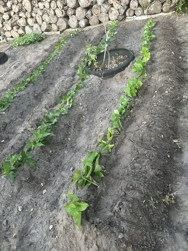 5 Rooted Red Sweet Potato Plants - Organic Purple Sweet Potato Plants in Cup