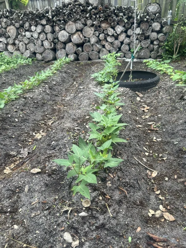 5 Rooted Red Sweet Potato Plants - Organic Purple Sweet Potato Plants in Cup