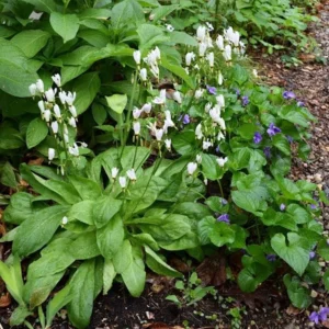 5 Shooting Star Live Plant (Dodecatheon meadia) Bare-root, Spring Blooming Native Plant, White or Pink Flowers