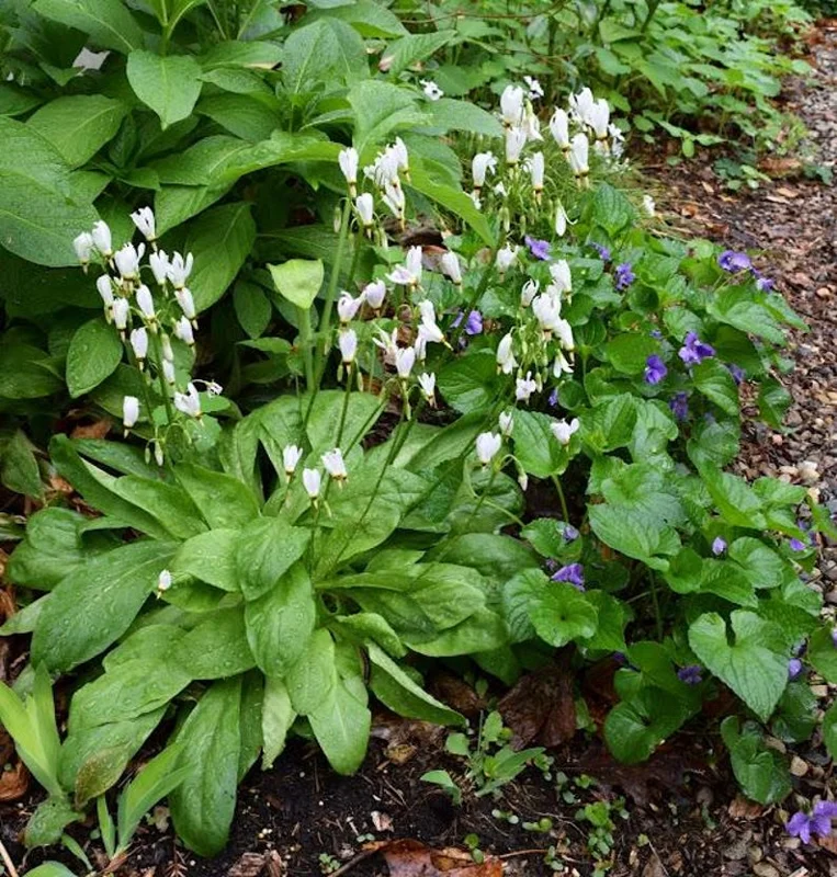 5 Shooting Star Live Plant (Dodecatheon meadia) Bare-root, Spring Blooming Native Plant, White or Pink Flowers