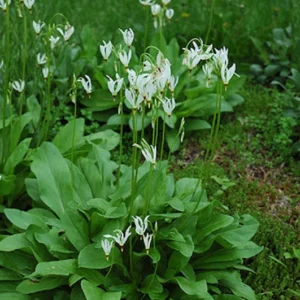 5 Shooting Star Live Plant (Dodecatheon meadia) Bare-root, Spring Blooming Native Plant, White or Pink Flowers