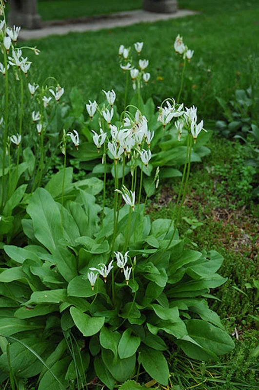 5 Shooting Star Live Plant (Dodecatheon meadia) Bare-root, Spring Blooming Native Plant, White or Pink Flowers