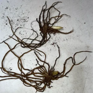 5 Small Pink Lady’s Slipper (Cypripedium Acaule) - Bare Root Bulbs