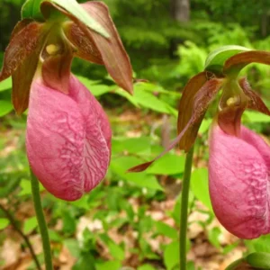 5 Small Pink Lady’s Slipper (Cypripedium Acaule) - Bare Root Bulbs