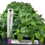 5 Snowbank Blackberry Plant White Fruit Rubus Edible Fruit Starter Plants