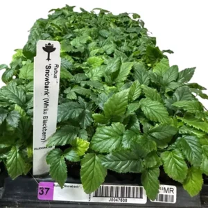 5 Snowbank Blackberry Plant White Fruit Rubus Edible Fruit Starter Plants