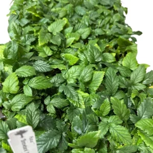 5 Snowbank Blackberry Plant White Fruit Rubus Edible Fruit Starter Plants