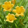 5 Stella D'Oro Daylily Bare Root Mini Border Lily Cold Hardy Perennial