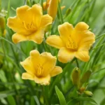 5 Stella D'Oro Daylily Bare Root Mini Border Lily Cold Hardy Perennial