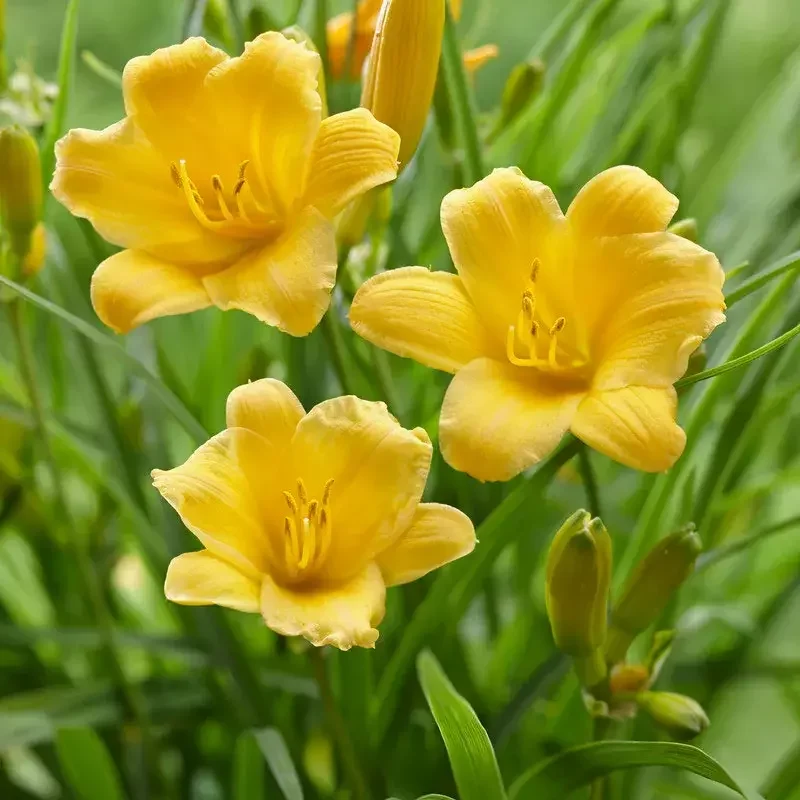 5 Stella D'Oro Daylily Bare Root Mini Border Lily Cold Hardy Perennial